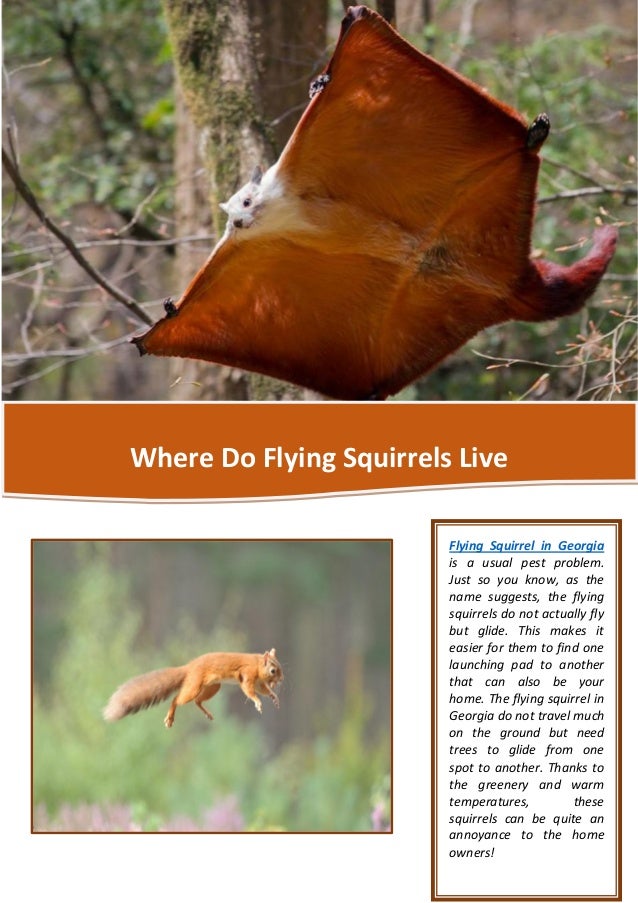 where do flying squirrels live where do squirrels live