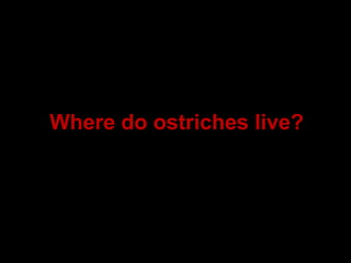 Where do ostriches live?
 