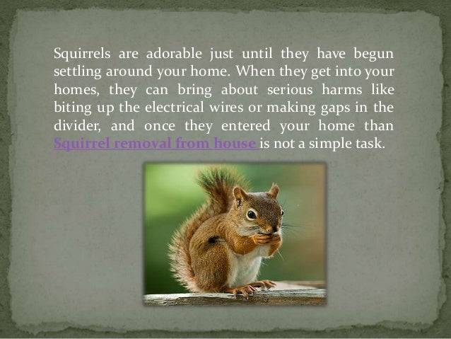 where do squirrels live in the winter where do squirrels live