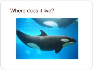 Where does it live?
 