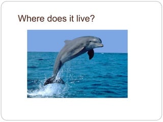 Where does it live?
 
