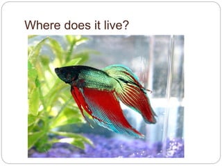 Where does it live?
 