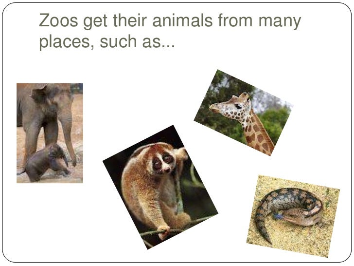Where do zoos get their animals from
