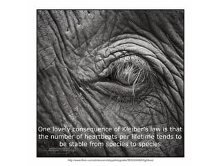 One lovely consequence of Kleiber's law is that
the number of heartbeats per lifetime tends to
      be stable from species to species

         http://www.flickr.com/photos/archetypefotografie/3632454965/lightbox/
 