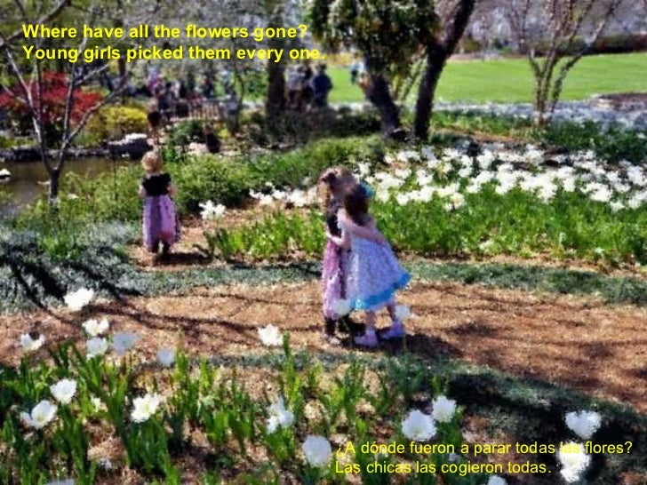 Where have all the flowers gone