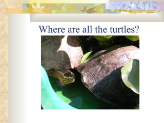 Where are all the turtles? 