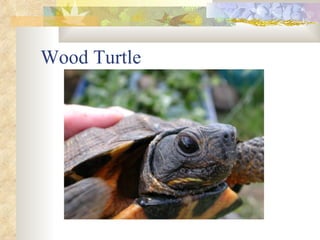 Wood Turtle 