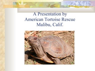 A Presentation by  American Tortoise Rescue Malibu, Calif. 