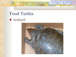 Food Turtles <ul><li>Softshell </li></ul>