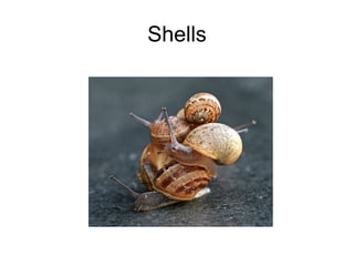 Shells 