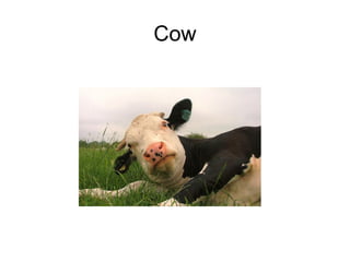 Cow 