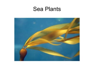 Sea  Plants 