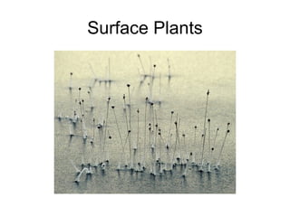 Surface Plants 