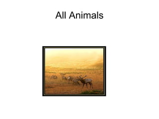 All Animals 