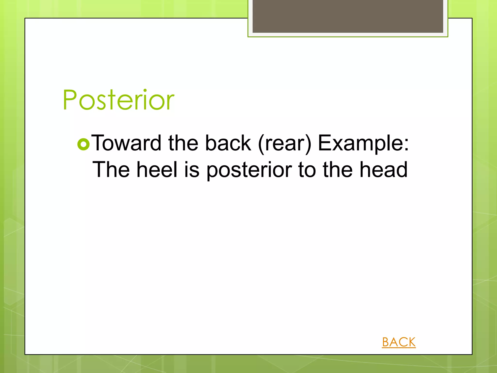 Posterior
 Toward the back (rear) Example:
  The heel is posterior to the head




                                BACK
 