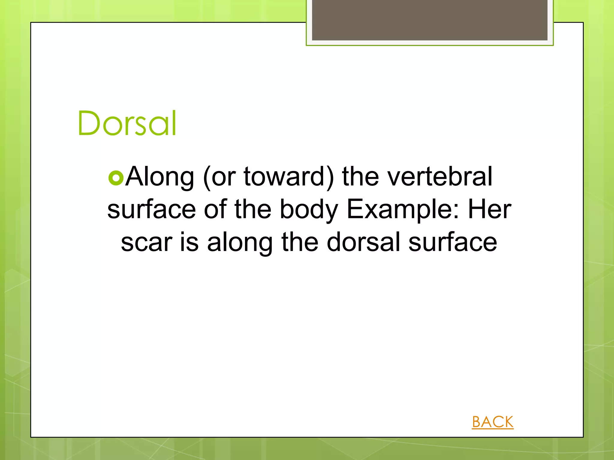 Dorsal
 Along  (or toward) the vertebral
 surface of the body Example: Her
  scar is along the dorsal surface




                              BACK
 