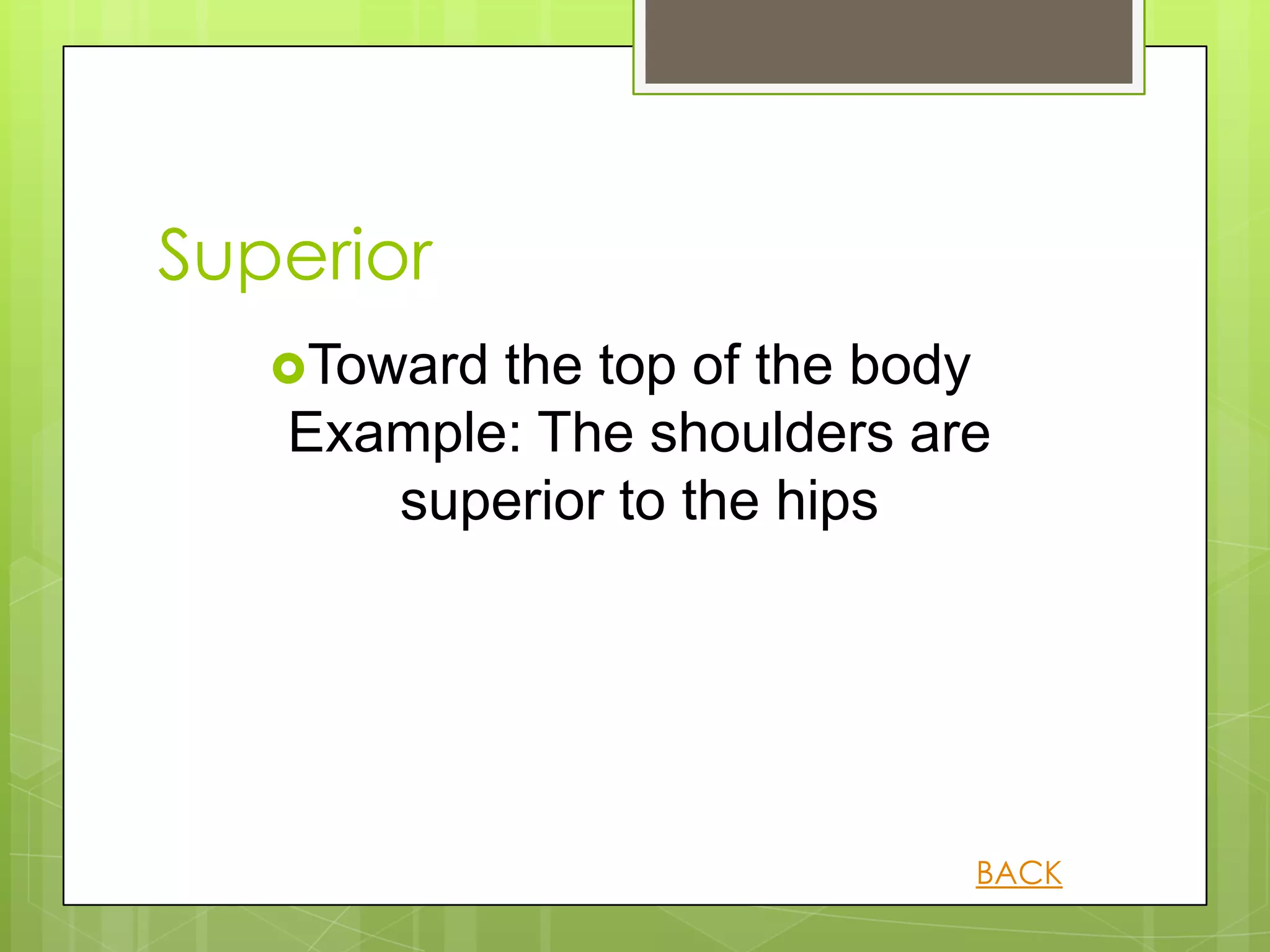 Superior
   Towardthe top of the body
   Example: The shoulders are
      superior to the hips




                            BACK
 