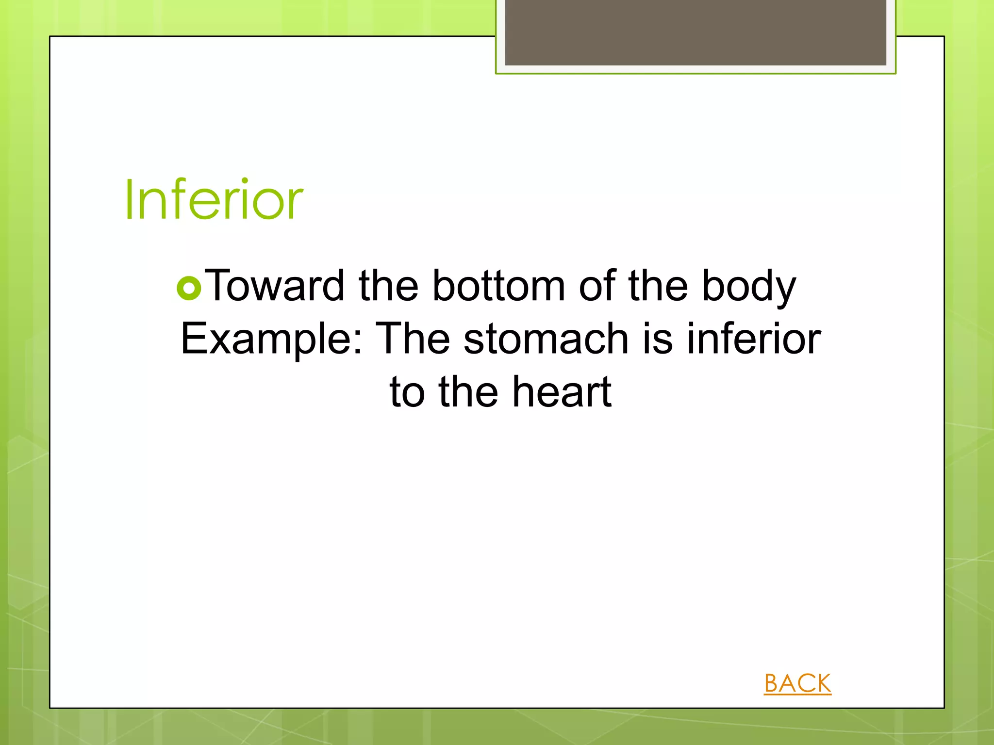 Inferior
  Toward the bottom of the body
  Example: The stomach is inferior
            to the heart




                               BACK
 