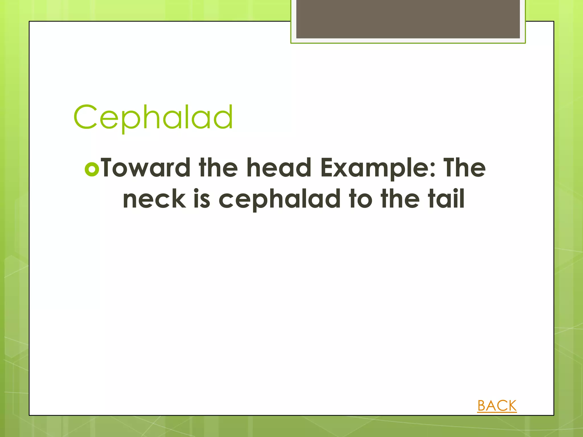 Cephalad
Toward the head Example: The
  neck is cephalad to the tail




                             BACK
 