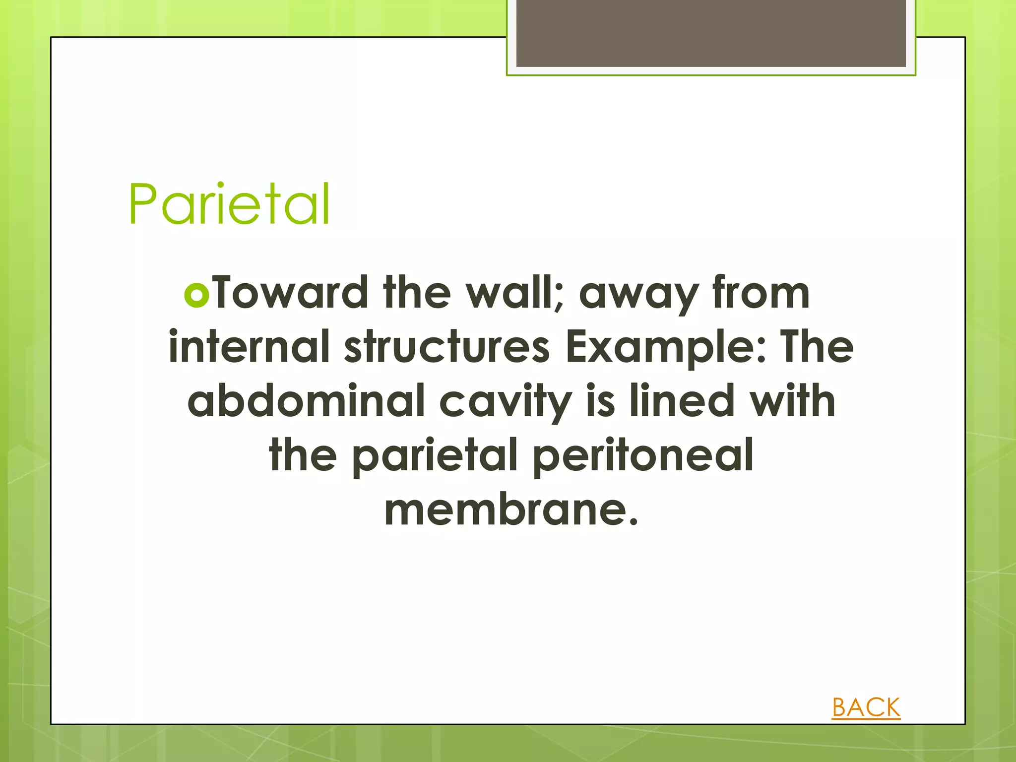 Parietal
  Toward   the wall; away from
 internal structures Example: The
  abdominal cavity is lined with
      the parietal peritoneal
            membrane.



                               BACK
 