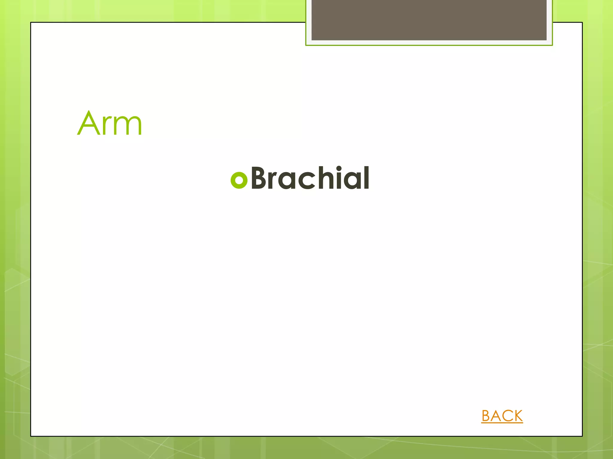 Arm
      Brachial




                  BACK
 