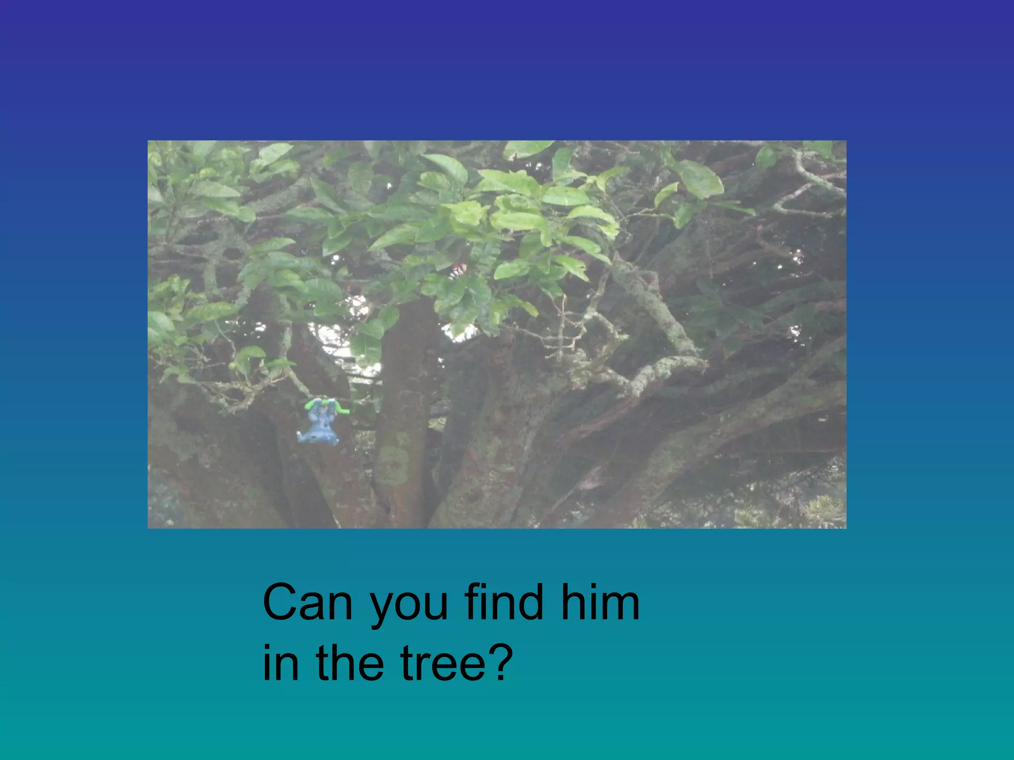 Can you find him
in the tree?
 