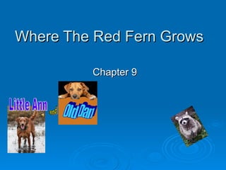 Where The Red Fern Grows Chapter 9 and Little Ann Old Dan 