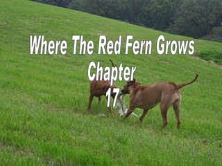 Where The Red Fern Grows Chapter 17 