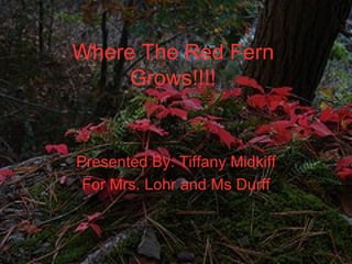 Where The Red Fern Grows!!!! Presented By: tigergirl For Mrs. Lohr and Mrs. Durff 