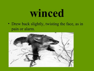 winced Drew back slightly, twisting the face, as in pain or alarm. 