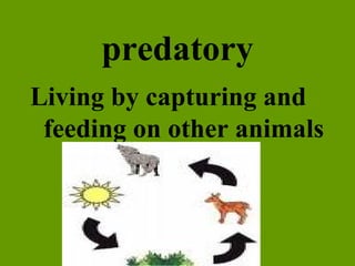 predatory Living by capturing and feeding on other animals 