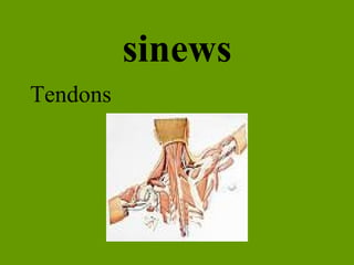 sinews Tendons 