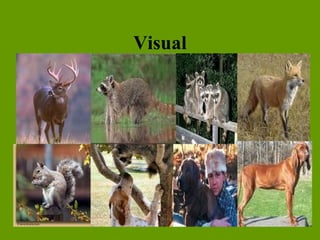 Visual   