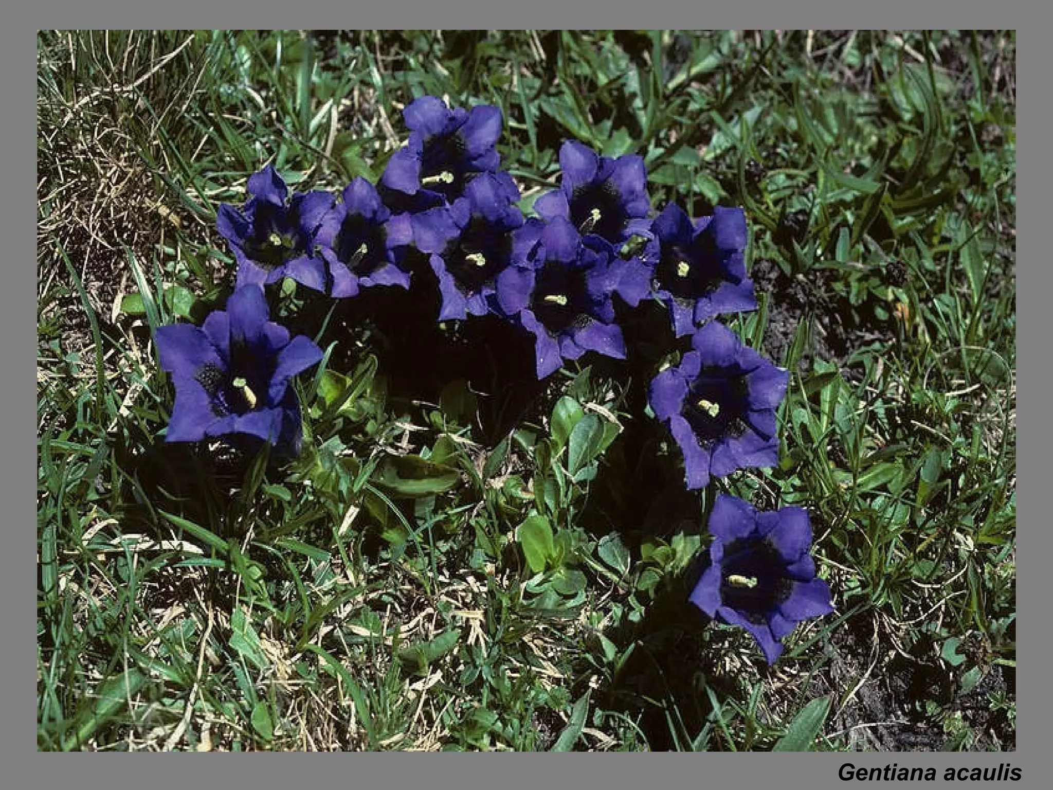 Gentiana acaulis 