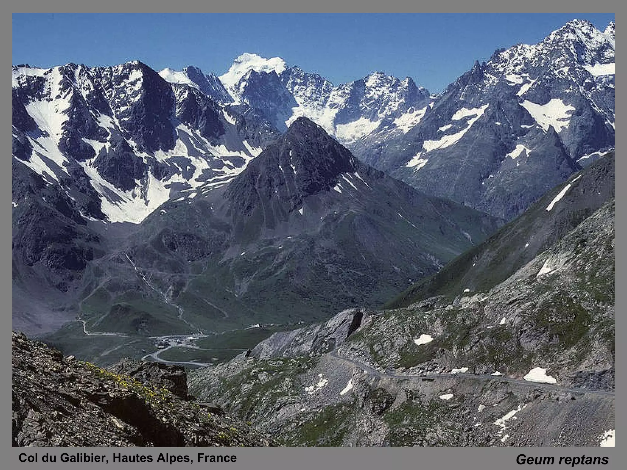 Geum reptans Col du Galibier, Hautes Alpes, France 