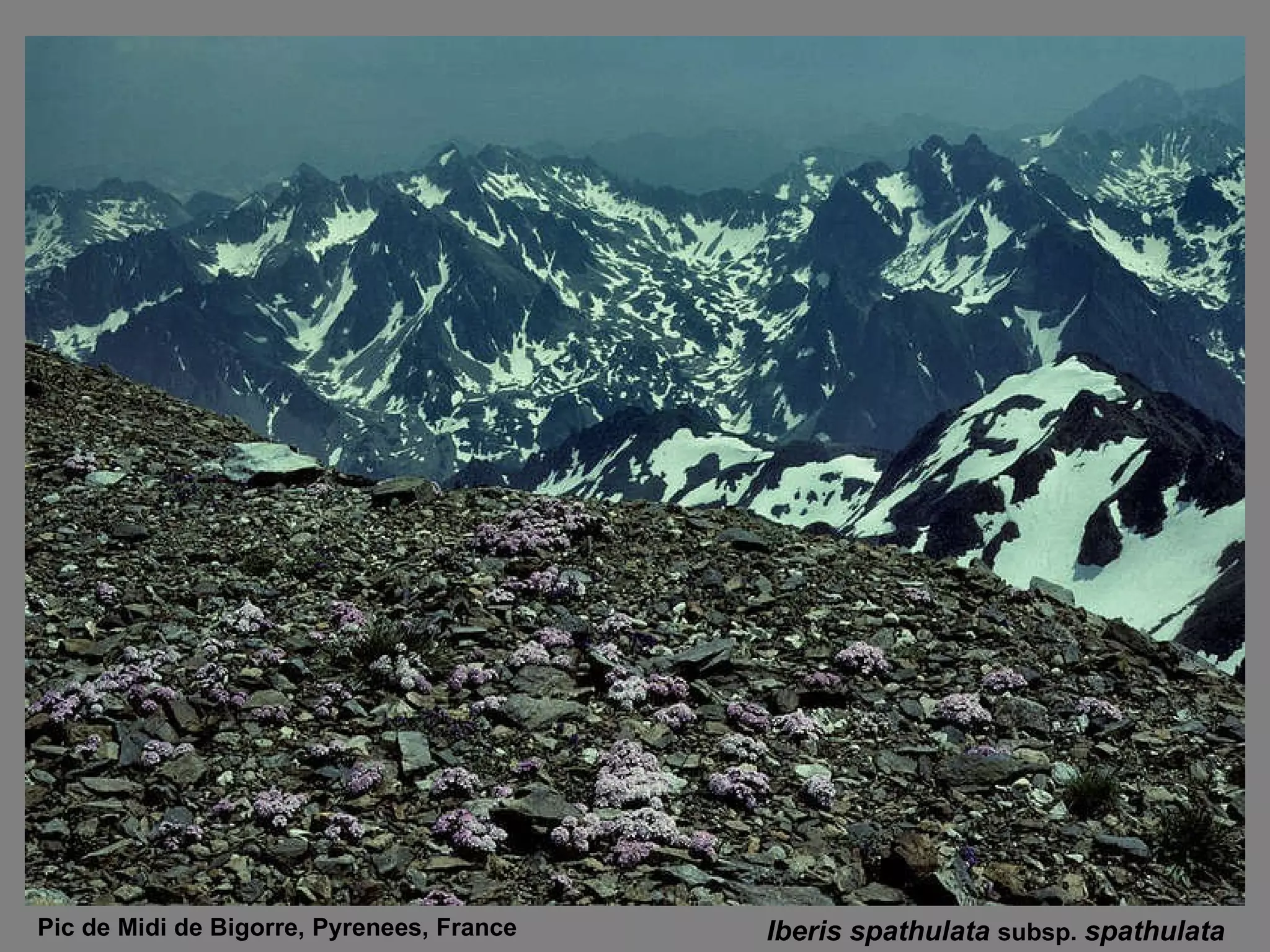 Iberis spathulata  subsp.  spathulata  Pic de Midi de Bigorre, Pyrenees, France 