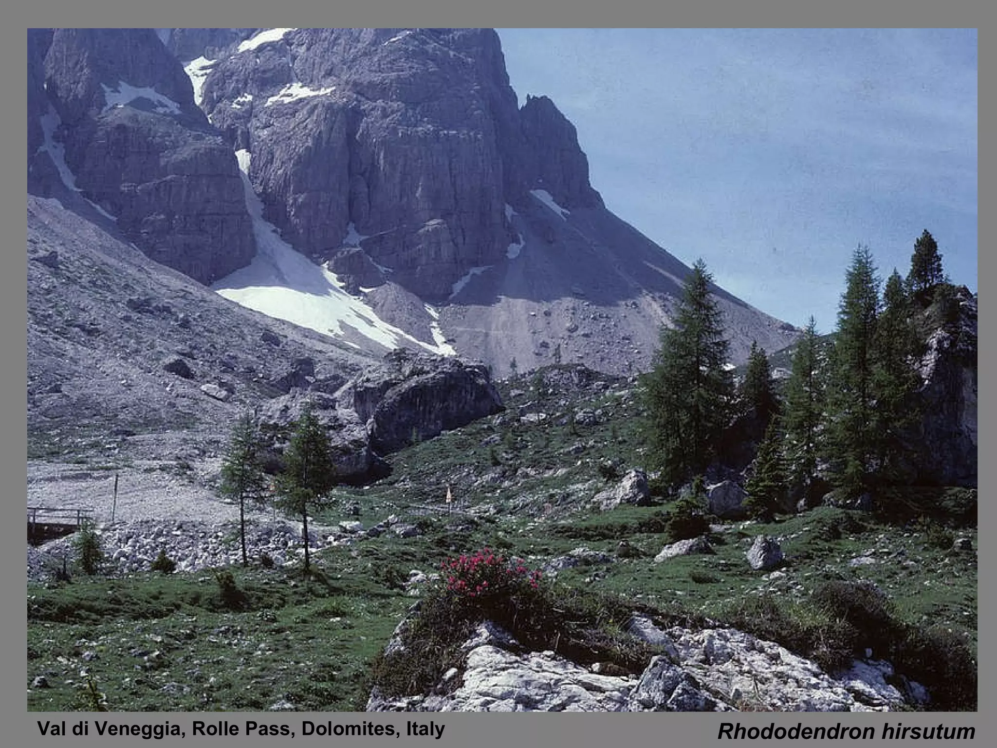 Rhododendron hirsutum Val di Veneggia, Rolle Pass, Dolomites, Italy 