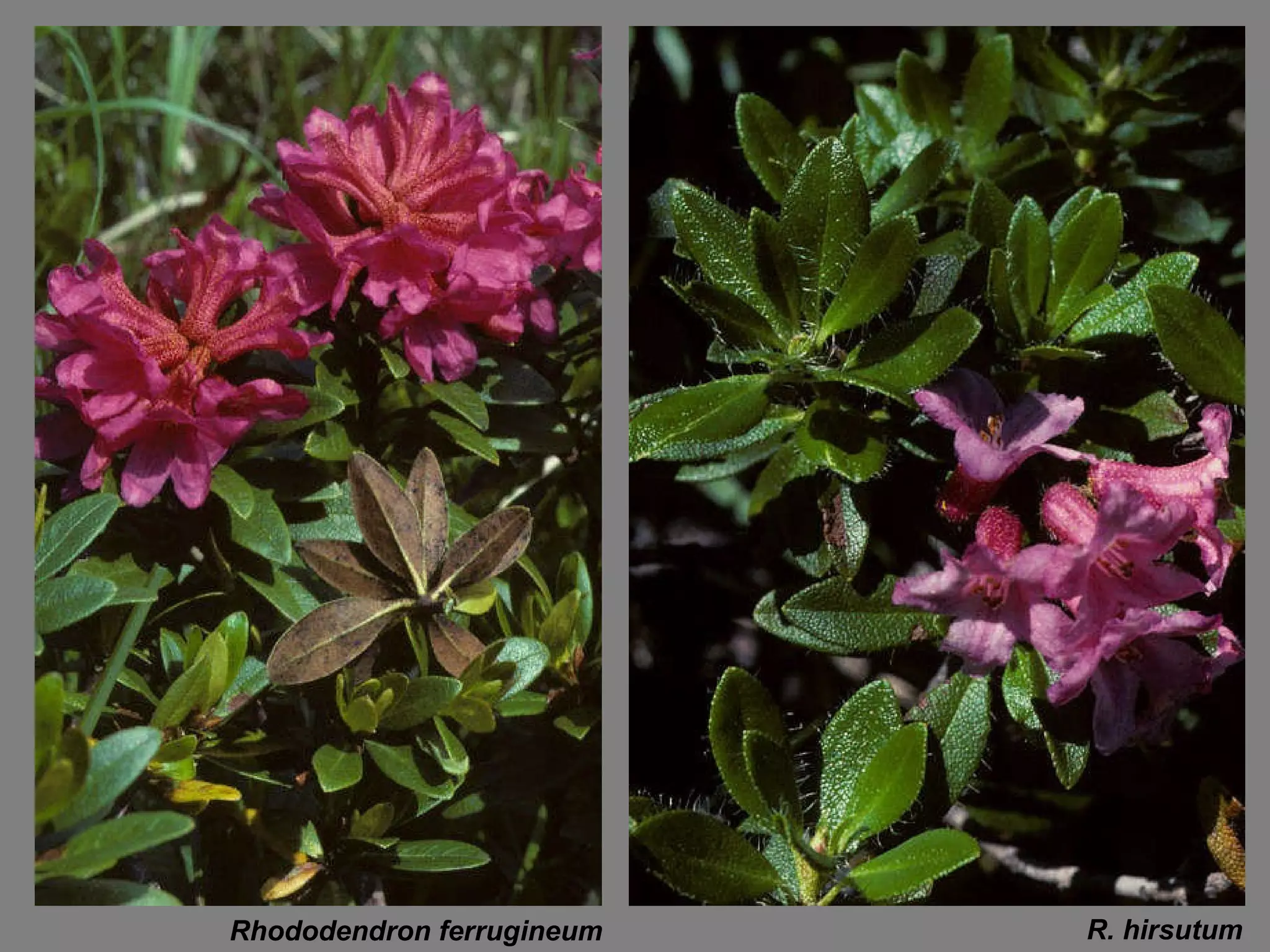 Rhododendron ferrugineum R. hirsutum 
