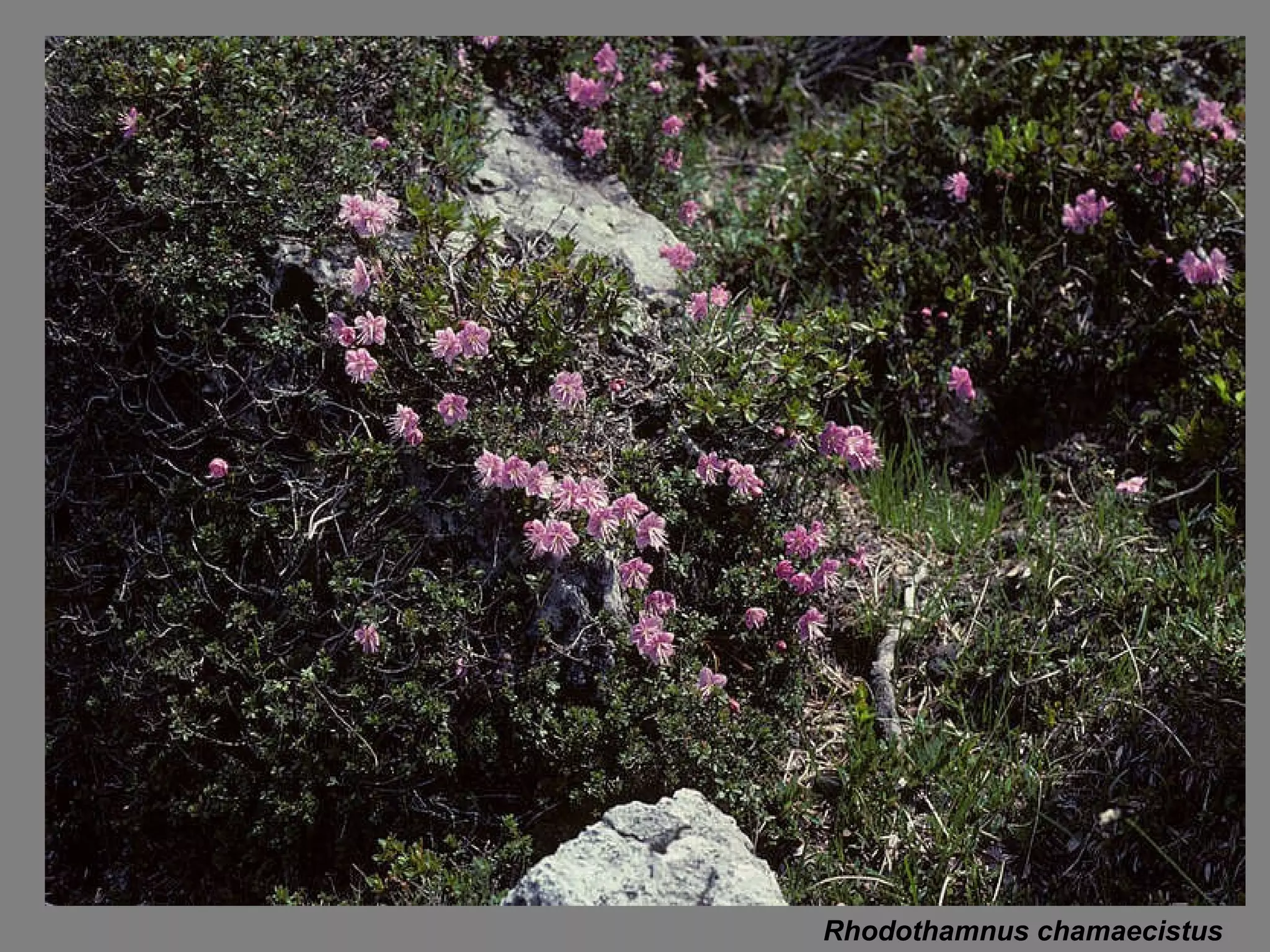Rhodothamnus chamaecistus 