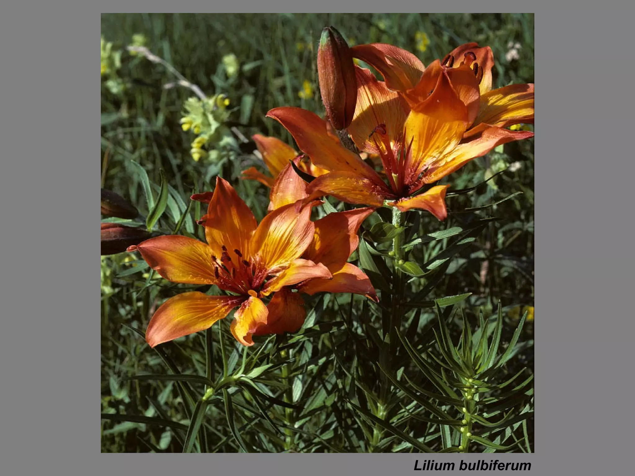 Lilium bulbiferum 
