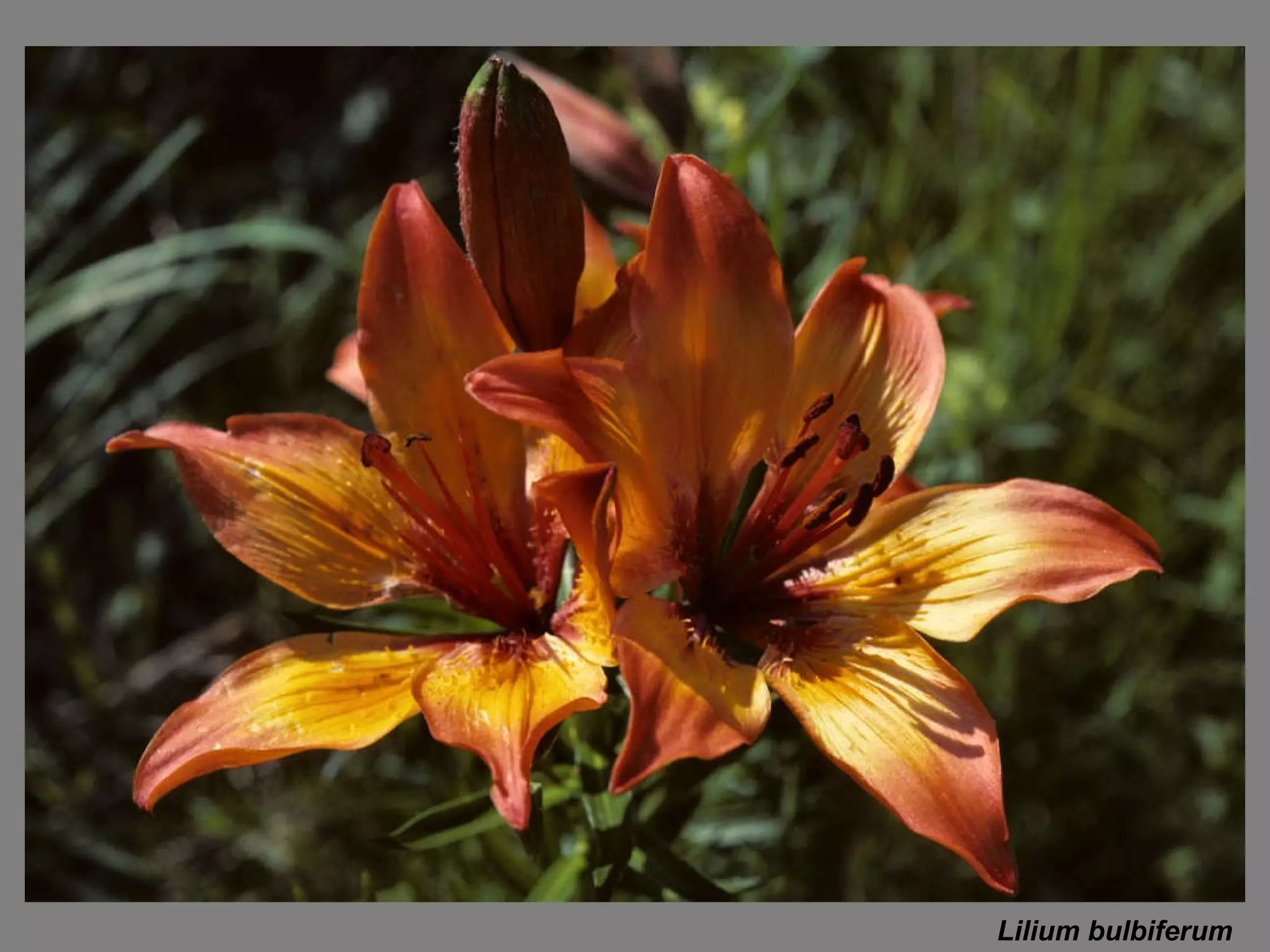 Lilium bulbiferum 