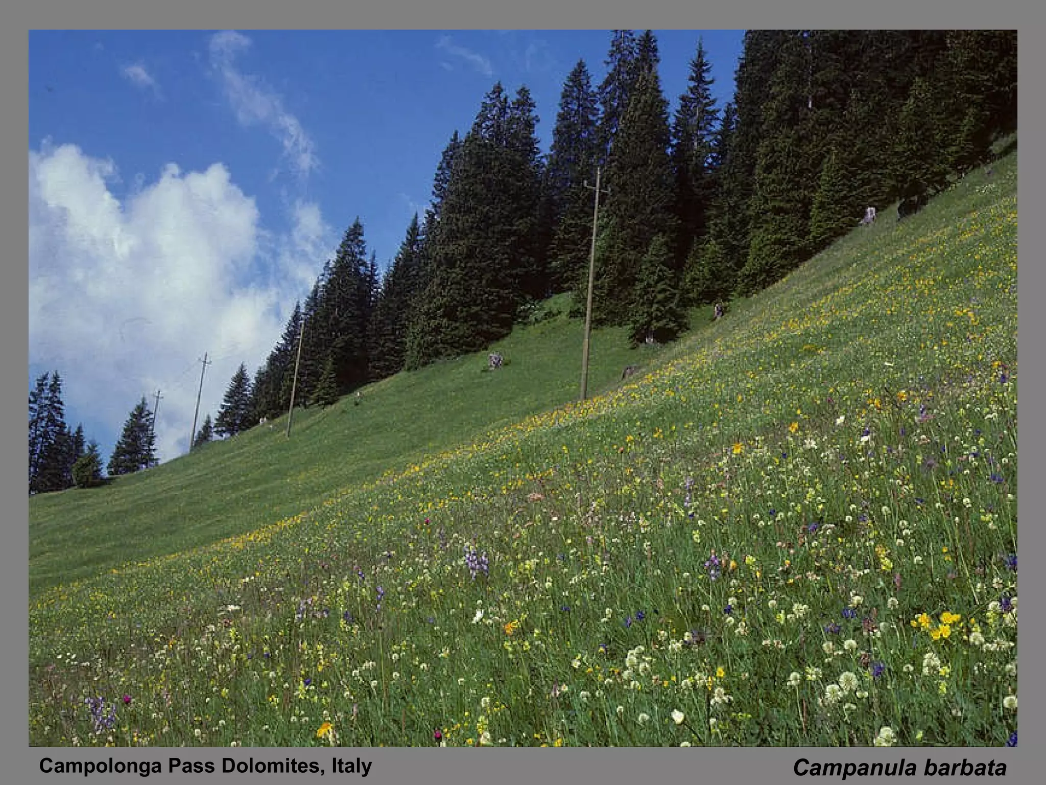 Campanula barbata Campolonga Pass Dolomites, Italy 