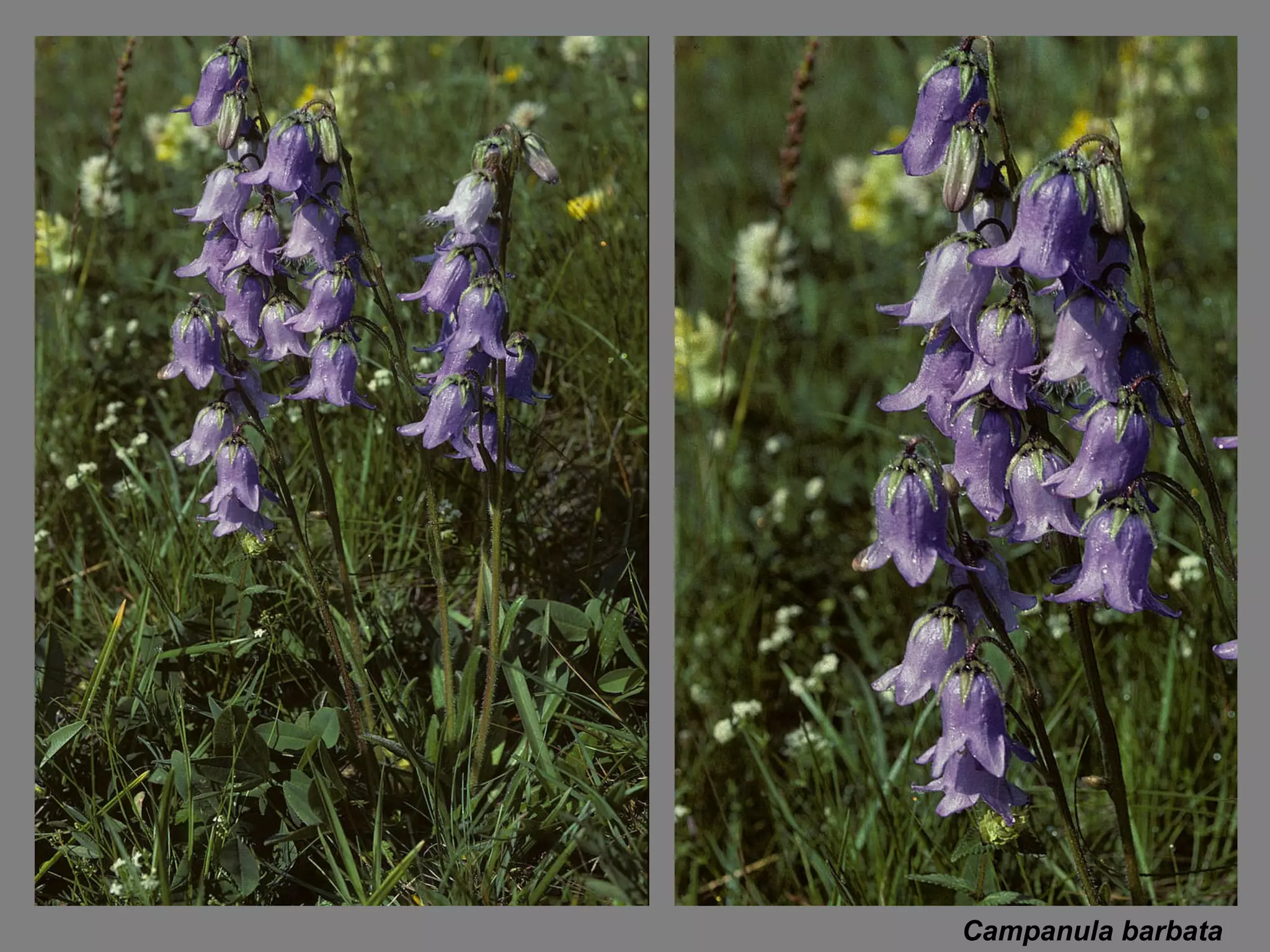 Campanula barbata 