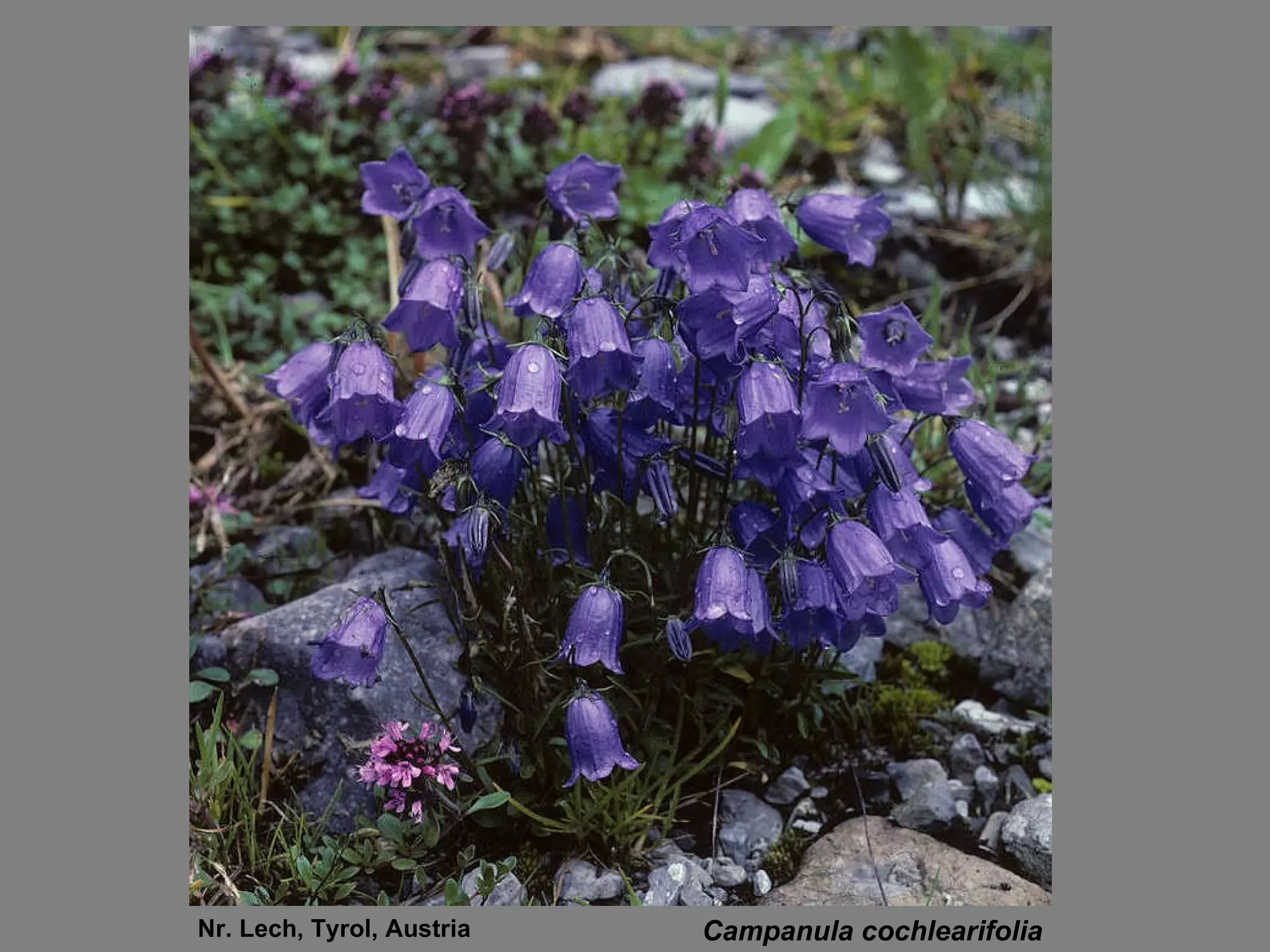 Campanula cochlearifolia Nr. Lech, Tyrol, Austria 