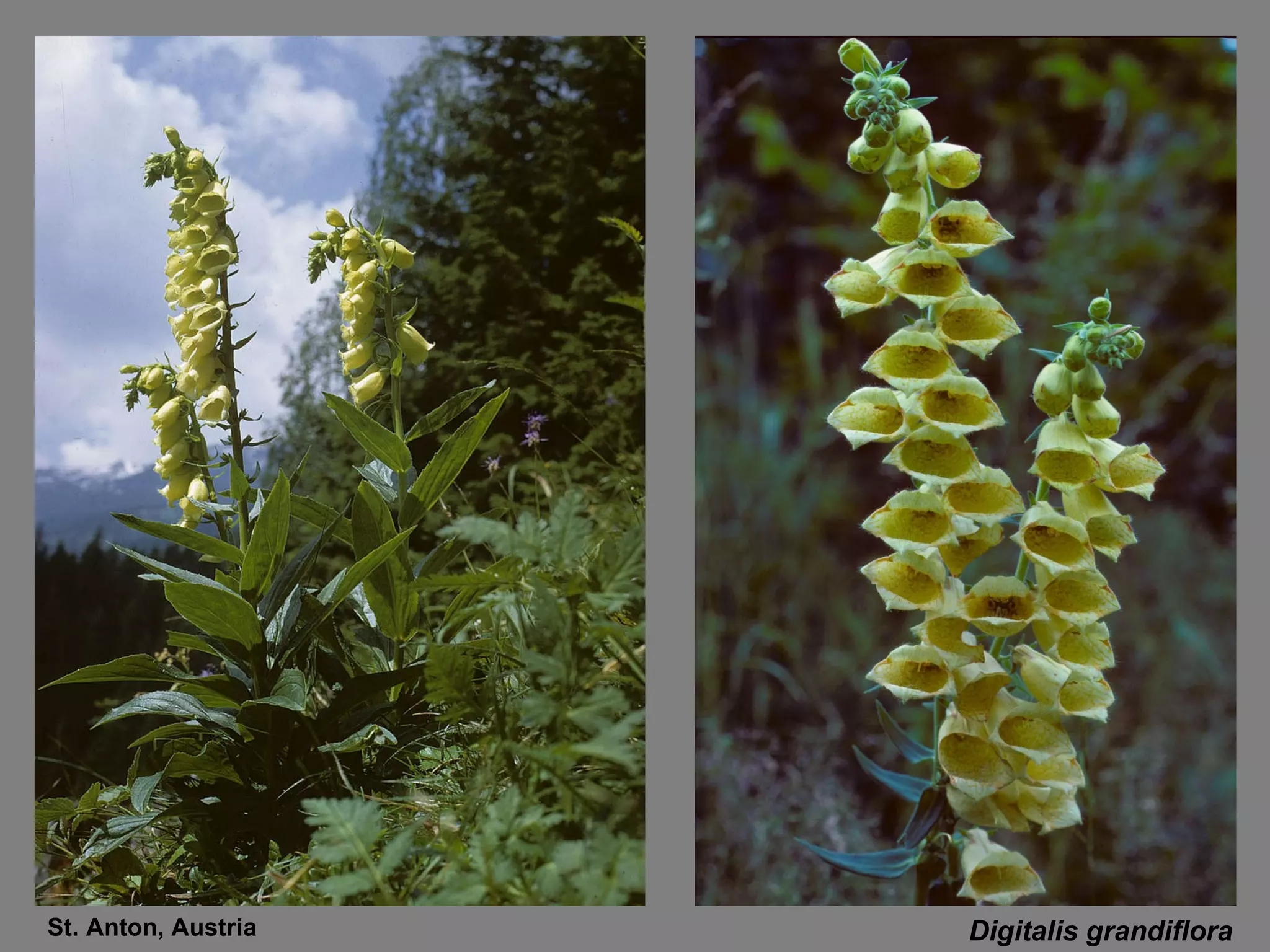Digitalis grandiflora St. Anton, Austria 
