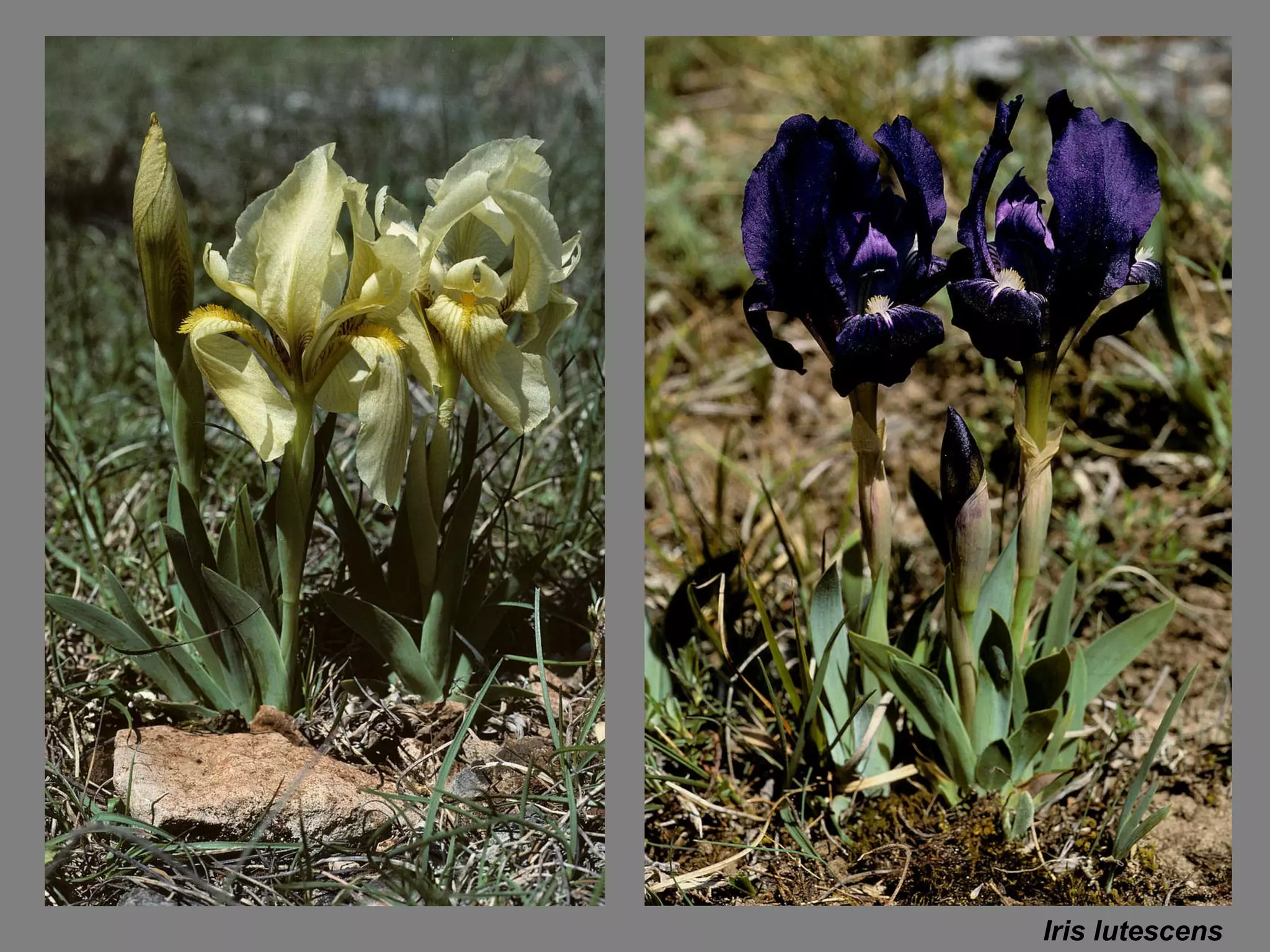 Iris lutescens 