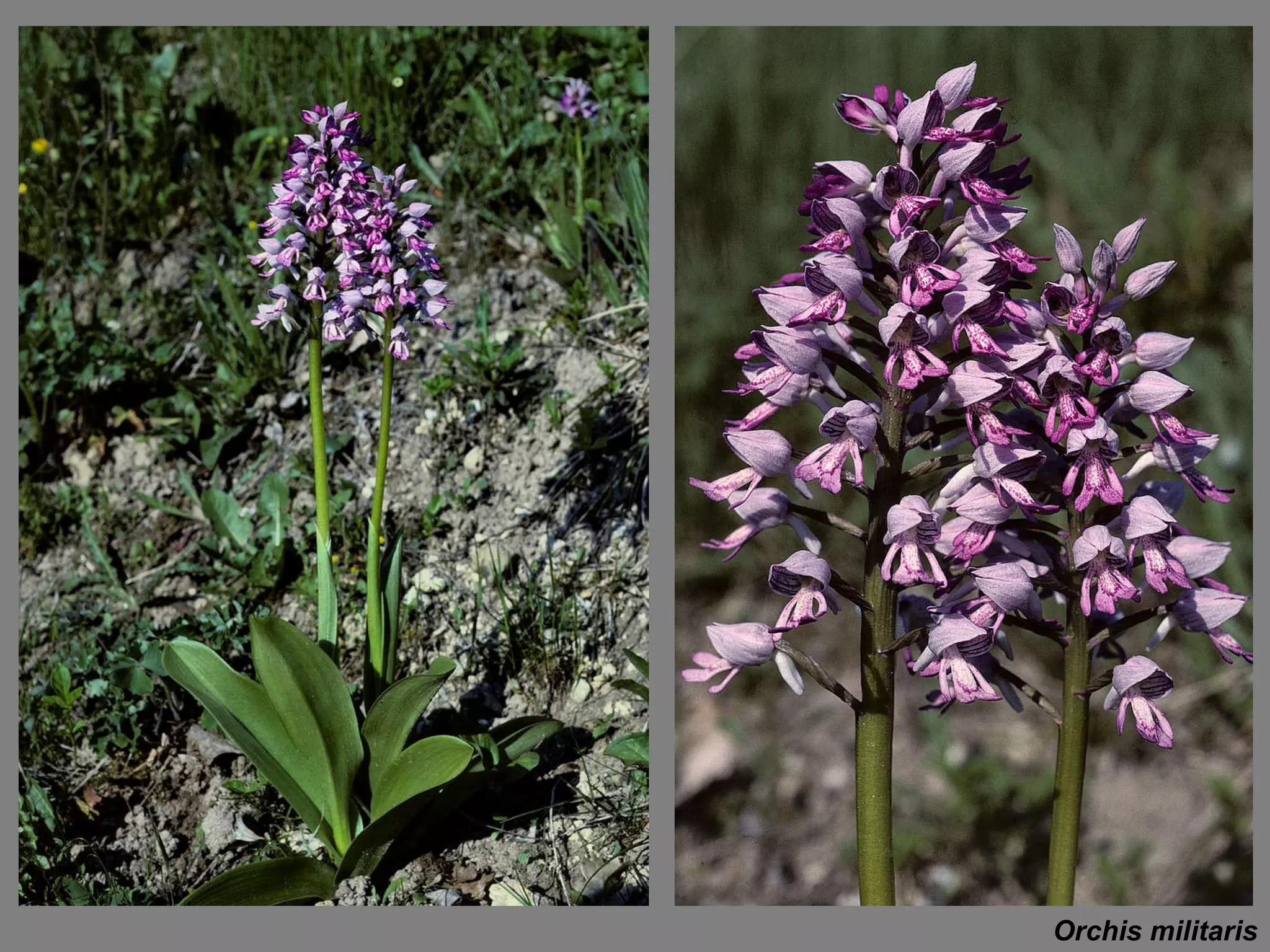 Orchis militaris 