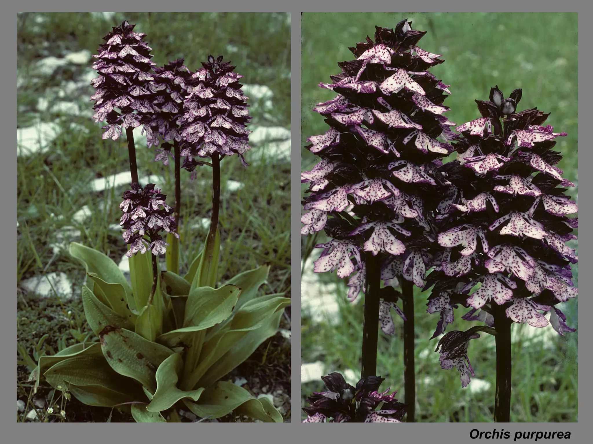 Orchis purpurea 