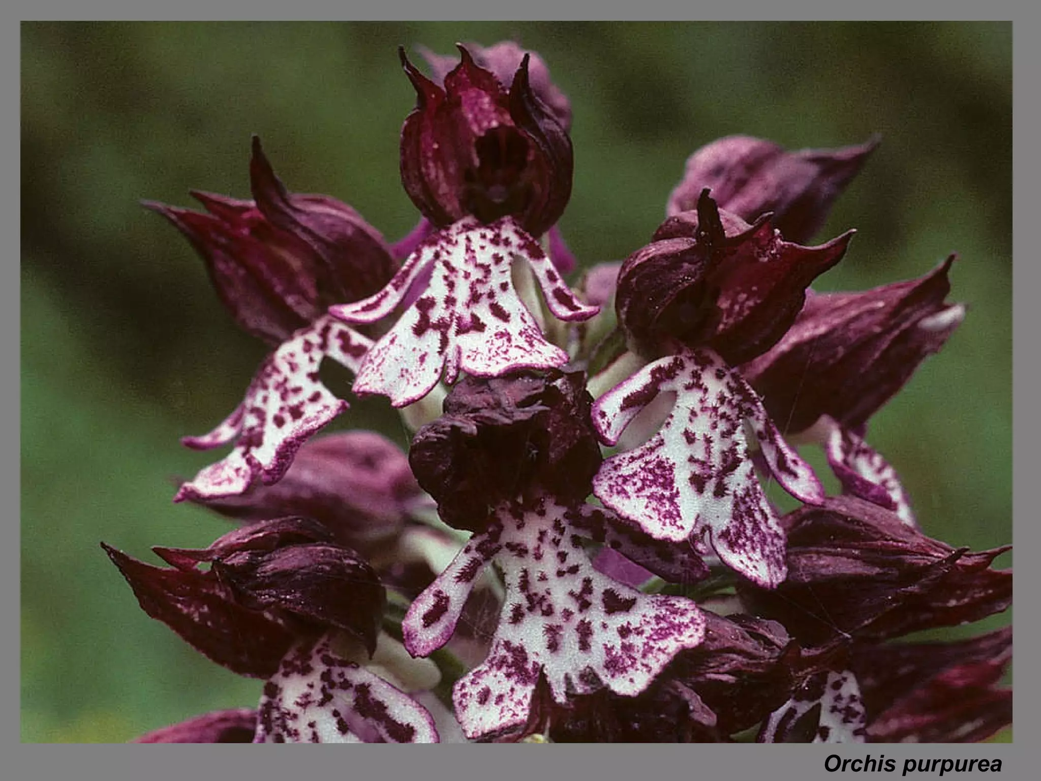 Orchis purpurea 