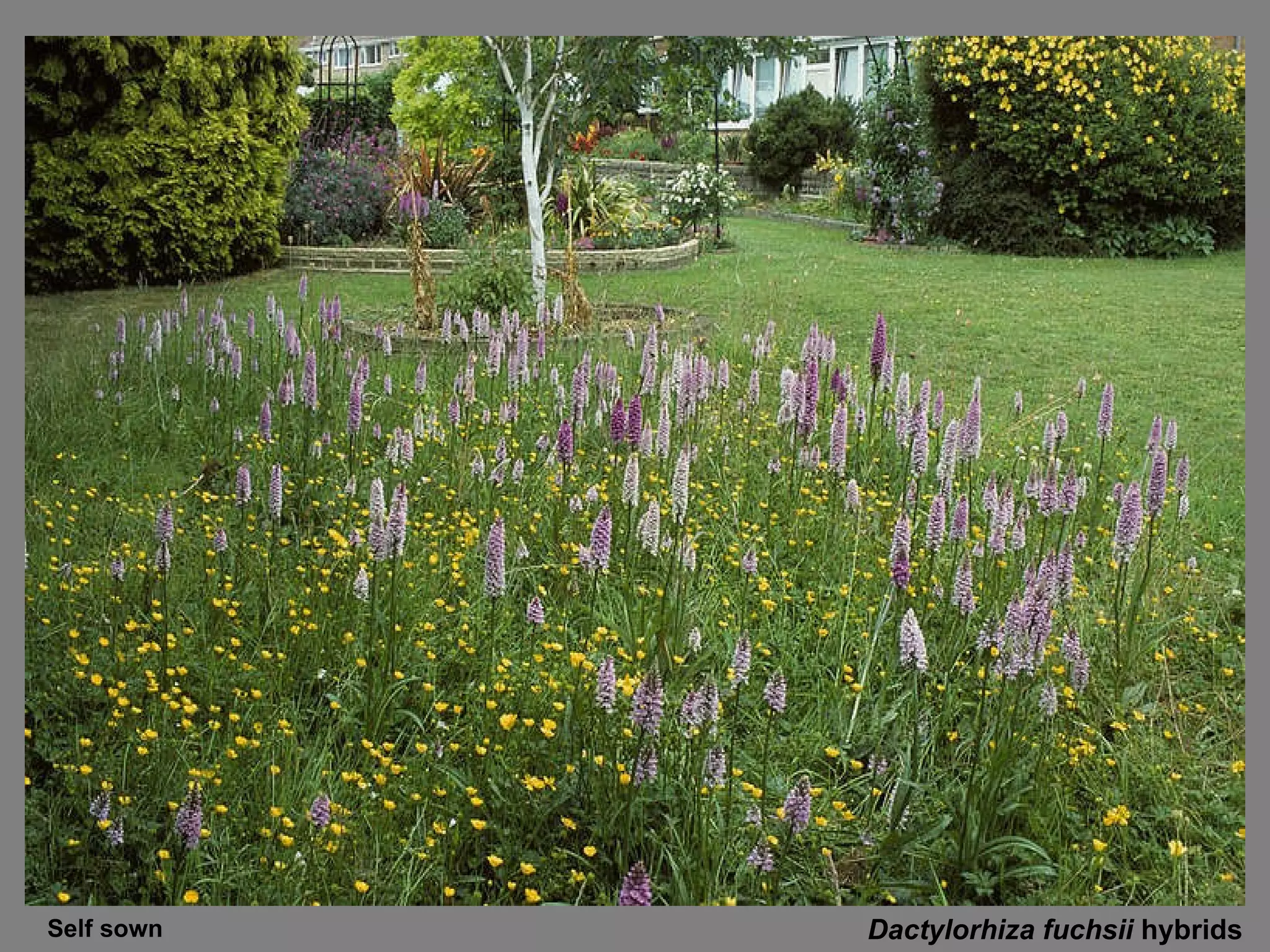Dactylorhiza fuchsii  hybrids Self sown 